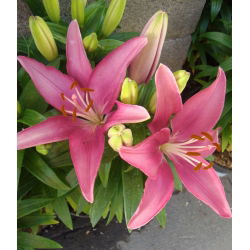 Lilium, Lily Asiatic Pink - луковица / грудка / корен - Lilium Asiatic White