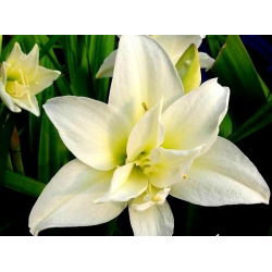 Hippeastrum Jewel - ampul / yumru / kök