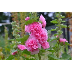 Холлихок - розовый сорт - 50 семян - Alcea rosea - семена