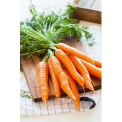 Porkkana - Flakkese 2 - Flacoro - 4250 siemenet - Daucus carota