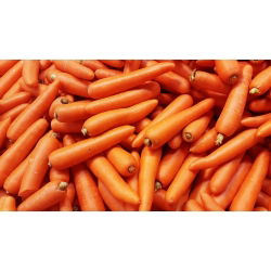 Porkkana - Flakkese 2 - Flacoro - 4250 siemenet - Daucus carota