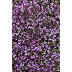 Rock soapwort, Tumbling Ted - 450 seeds