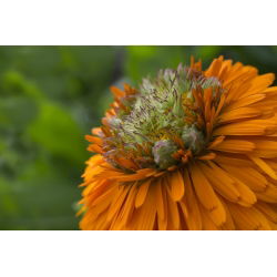 Ringelblume - Greenheart - Calendula officinalis - Einfach wachsend, ideal für sonnige Plätze - Samen