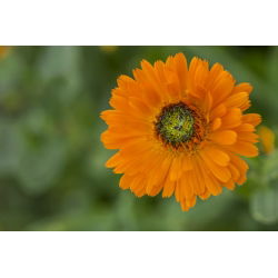 Ringelblume - Greenheart - Calendula officinalis - Einfach wachsend, ideal für sonnige Plätze - Samen