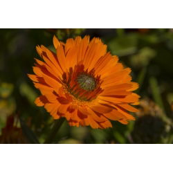 Ringelblume - Greenheart - Calendula officinalis - Einfach wachsend, ideal für sonnige Plätze - Samen