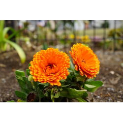Tarhakehäkukka - Indian Prince - 240 siemenet - Calendula officinalis