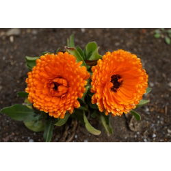 Tarhakehäkukka - Indian Prince - 240 siemenet - Calendula officinalis