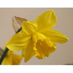 Златна реколта Нарцис - нарцис Златната реколта - 5 луковици - Narcissus