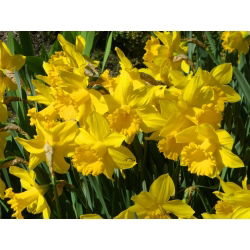 Златна реколта Нарцис - нарцис Златната реколта - 5 луковици - Narcissus