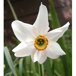Set 5 – Poet’s daffodil Recurvus – 25 pcs; poet's narcissus, nargis, pheasant's eye, findern flower, pinkster lily