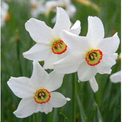 Set 5 – Poet’s daffodil Recurvus – 25 pcs; poet's narcissus, nargis, pheasant's eye, findern flower, pinkster lily