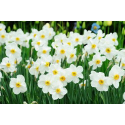 Set 5 – Poet’s daffodil Recurvus – 25 pcs; poet's narcissus, nargis, pheasant's eye, findern flower, pinkster lily
