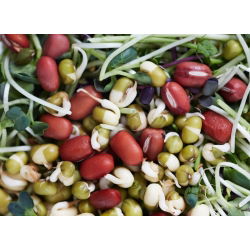 Ituja - siemeniä - Tarhapapu - Adzuki - 550 siemenet - Vigna angularis