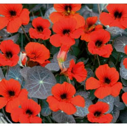 Bahçe nasturtium "Hindistan İmparatoriçesi" - düşük büyüyen çeşitliliği - 40 tohum - Tropaeolum majus nanum "Empress of India" - tohumlar