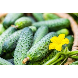 Kurkku - Octopus - siemennauha - Cucumis sativus - siemenet