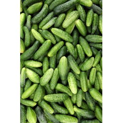 Kurkku - Octopus - siemennauha - Cucumis sativus - siemenet