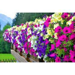 Petunia Mixed - Mixed - Petunia hybrida - Cascading Flowers for Hanging Baskets - Fresh Seeds
