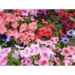Petunia Mixed - Mixed - Petunia hybrida - Cascading Flowers for Hanging Baskets - Fresh Seeds