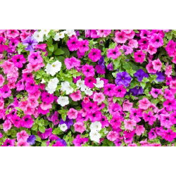 Petunia Mixed - Mixed - Petunia hybrida - Cascading Flowers for Hanging Baskets - Fresh Seeds