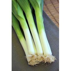 Porrulauk - Bulgaarse Reuzen - 320 seemned - Allium ampeloprasum L.