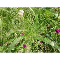 - 6000 זרעים - Panicum elegans Fontaine