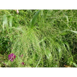 - 6000 זרעים - Panicum elegans Fontaine