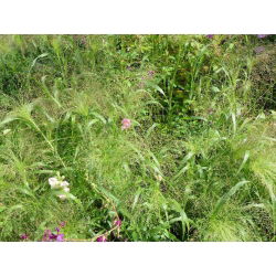 - 6000 זרעים - Panicum elegans Fontaine
