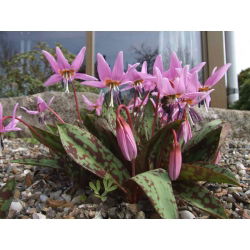 Erythronium - Purple King