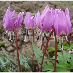 Erythronium - Purple King