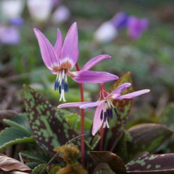 Erythronium - Purple King