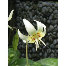 Erythronium - White Beauty