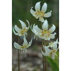 Erythronium - White Beauty