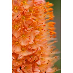 Eremurus, Foxtail Lilies Cleopatra