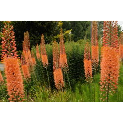 Eremurus, Foxtail Lilies Cleopatra