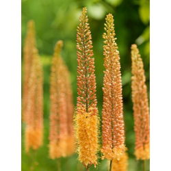 Eremurus, Foxtail Lilies Pinokkio