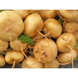 Nabo - Golden Ball - 2500 semillas - Brassica rapa subsp. Rapa