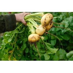 Nabo - Golden Ball - 2500 semillas - Brassica rapa subsp. Rapa