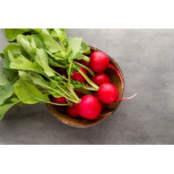 Redkev "Cherry Belle" - 850 semen - Raphanus sativus L. - semena