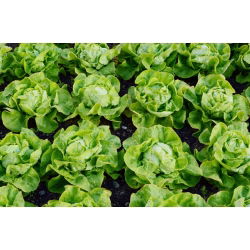 Zelena salata "Meraviglia d'inverno" - sorta koja prezimljava - 900 sjemenki - Lactuca sativa L. var. Capitata - sjemenke