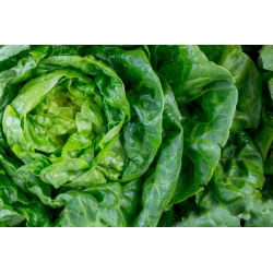 Zelena salata "Meraviglia d'inverno" - sorta koja prezimljava - 900 sjemenki - Lactuca sativa L. var. Capitata - sjemenke