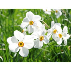 Set 5 – Poet’s daffodil Recurvus – 25 pcs; poet's narcissus, nargis, pheasant's eye, findern flower, pinkster lily
