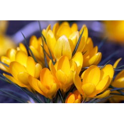 Крокус Златовласка - 10 цибулин - Crocus Goldilocks