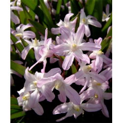 Chionodoxa forbesii Pink Giant - Glory of Snow forbesii Pink Giant - 10 bulbs