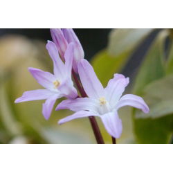 Chionodoxa forbesii Pink Giant - Glory of Snow forbesii Pink Giant - 10 bulbs