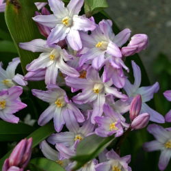 Chionodoxa forbesii Pink Giant - Glory of Snow forbesii Pink Giant - 10 bulbs