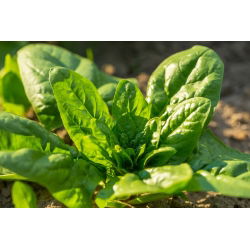 Špinača "Asta F1" - 1200 semen - Spinacia oleracea L. - semena