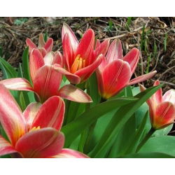 Tulipa Fashion - Tulip Fashion - 5 lampu