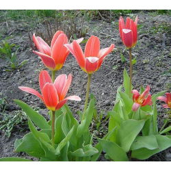 Tulipa Fashion - Tulip Fashion - 5 lampu