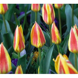 Tulipa Gluck - Tulip Gluck - 5 lampu