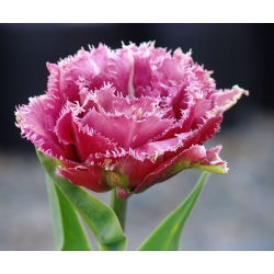 Tulip maskot - Tulip Maskot - 5 lampu - Tulipa Mascotte